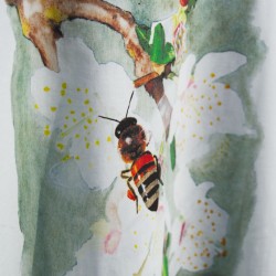 Biene auf Kirschblüte - T-Shirt