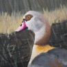 Egyptian Goose